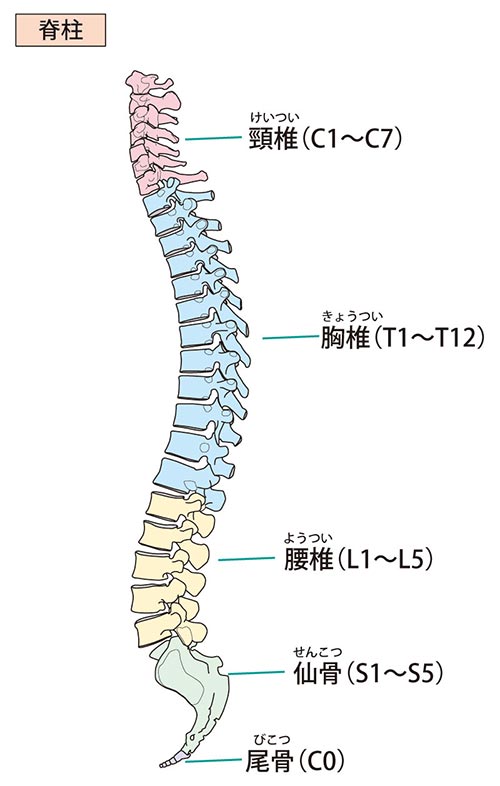 頸椎椎間板ヘルニアイメージ